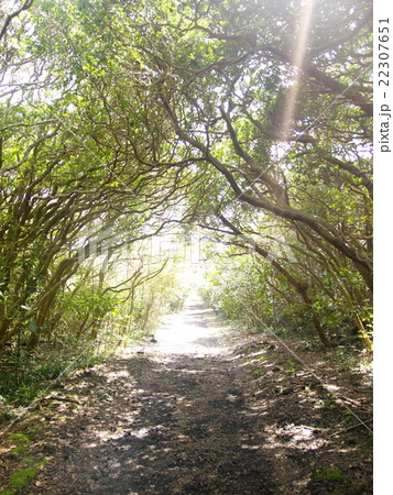 三原山遊歩道/伊豆大島 22307651