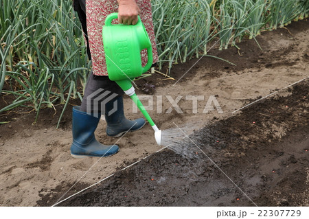 畑の水やり 22307729