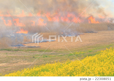 渡良瀬遊水池の野焼き 22308051