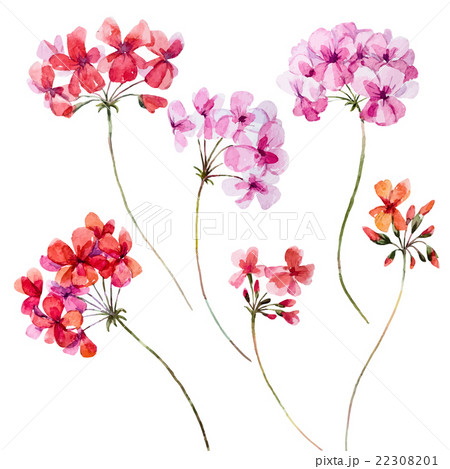 Watercolor geranium floral set 22308201
