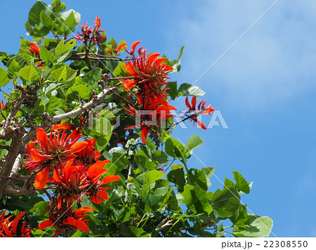 沖縄 デイゴ 沖縄 デイゴ 22308550