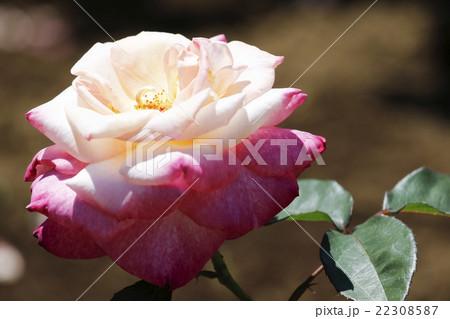 薔薇 22308587