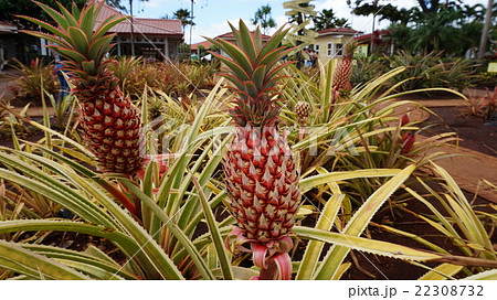 パイナップル パイナップル 22308732