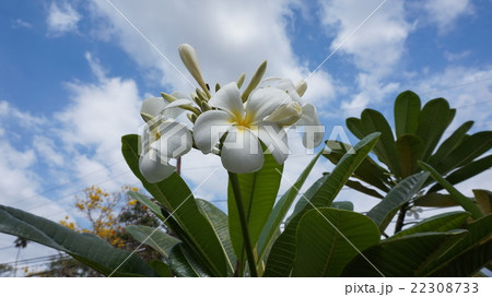 プルメリアの花 22308733