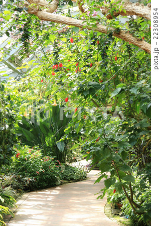 鞍ヶ池公園の植物園 鞍ヶ池公園の植物園 22308954