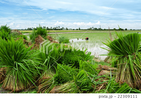 Rice farmers on rice field 22309111