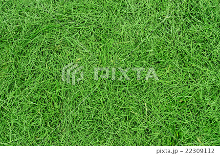 fresh green grass fresh green grass 22309112