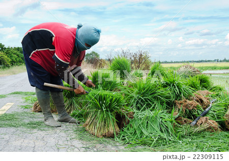 farmer working with green rice on the road 22309115