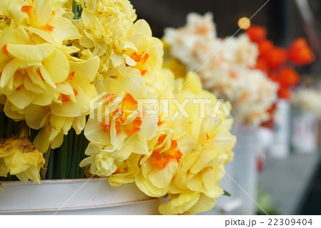 花屋の店頭 花屋の店頭 22309404