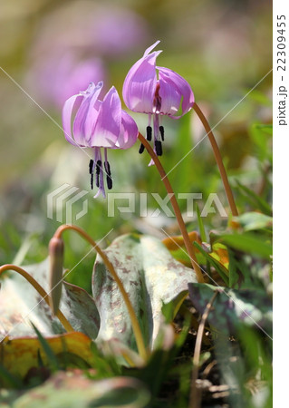 島根県 吉賀町 カタクリの里 カタクリの花 島根県 吉賀町 カタクリの里 カタクリの花 22309455