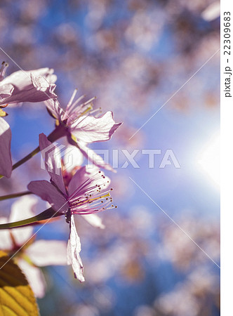 Close up image of pink cherry tree flowers 22309683