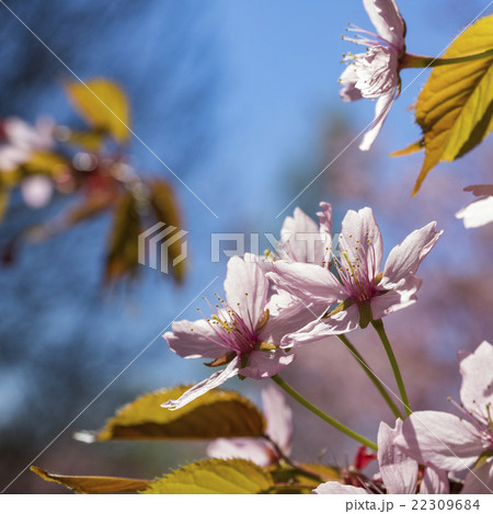 Close up image of pink cherry tree flowers 22309684