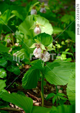 クマガイソウ 22310170