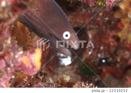 サビウツボ 22310252