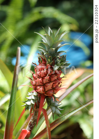 パイナップル 22310304