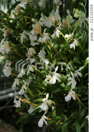 ミルトニア 22310309