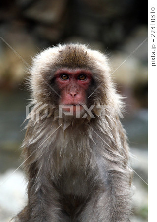 地獄谷温泉の猿 地獄谷温泉の猿 22310310