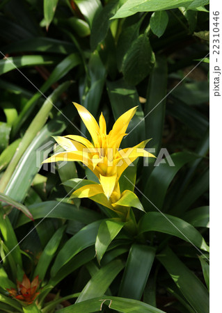 グズマニア 22310446