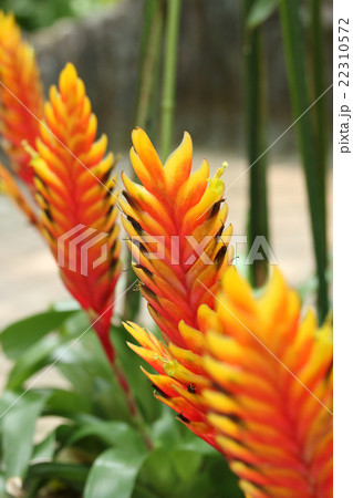 フリーセア フリーセア 22310572