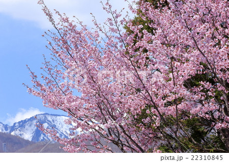 白馬村の大山桜 白馬村の大山桜 22310845