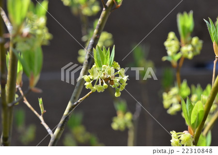 クロモジの花 22310848