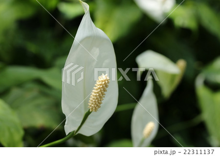 スパティフィラムパティニー スパティフィラムパティニー 22311137