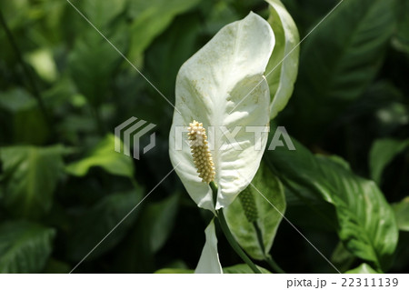 スパティフィラムパティニー 22311139