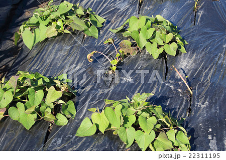 サツマイモ畑 22311195