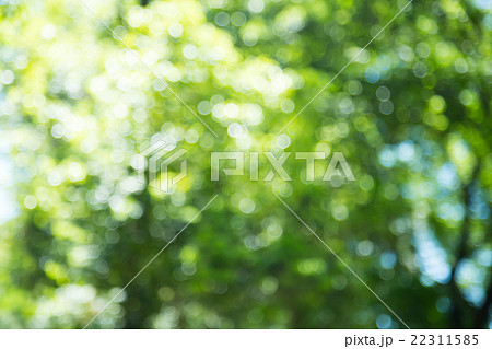 新緑イメージ 合成用背景素材 緑の背景 植物 春 初夏 木漏れ日 緑とコピースペースの写真素材