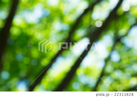 新緑イメージ 合成用背景素材 緑の背景 植物 春 初夏 木漏れ日 緑とコピースペース 新緑イメージ 合成用背景素材 緑の背景 植物 春 初夏 木漏れ日 緑とコピースペース 22311628
