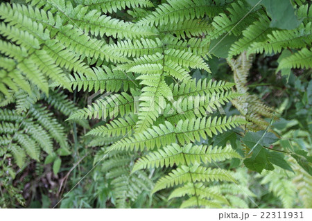 茂ったシダ植物 茂ったシダ植物 22311931