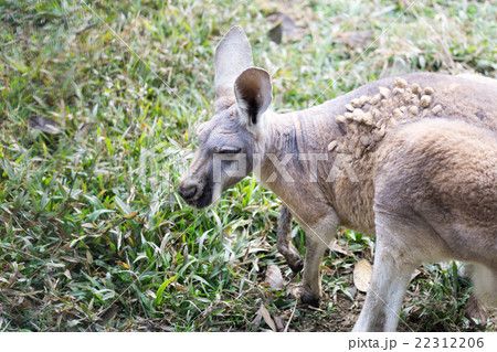 Kangaroo 22312206
