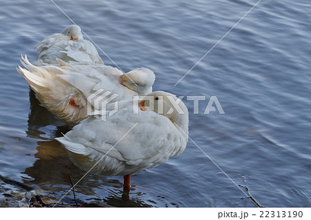 geese are hiding from the cold 22313190