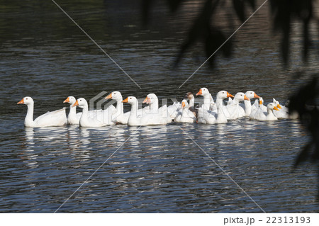Save Download Preview A large flock of white gee 22313193