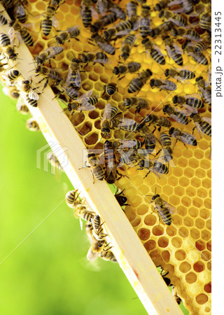 Honeycomb frame with bees Honeycomb frame with bees 22313445