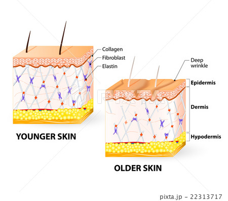 skin aging 22313717