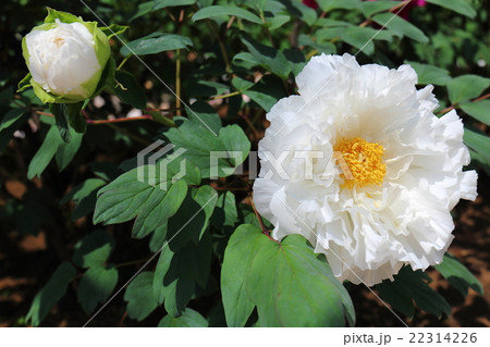 牡丹　越の雪 22314226