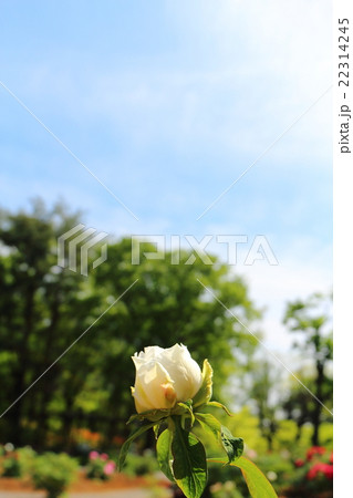 牡丹 白峯 牡丹 白峯 22314245