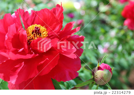 牡丹　芳紀 22314279