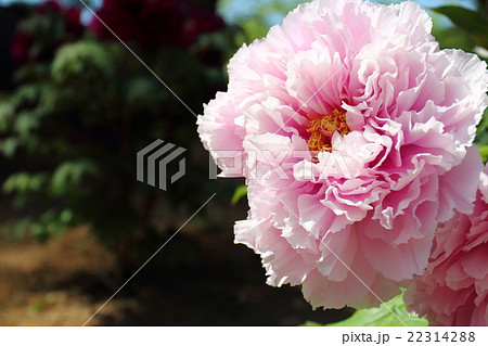 牡丹　村松の誇 22314288