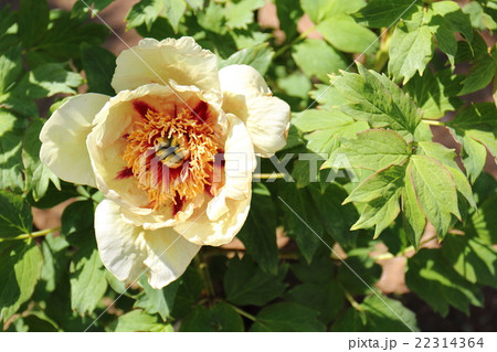 牡丹 トリビュート 牡丹 トリビュート 22314364