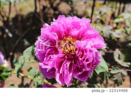 牡丹 祭花笠 牡丹 祭花笠 22314406