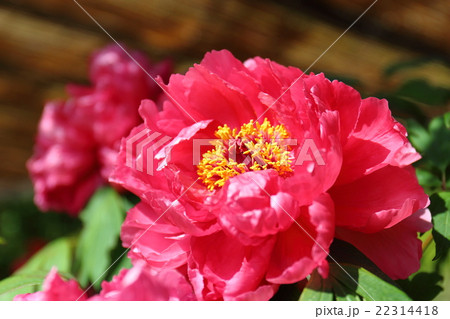 牡丹 玉緑 牡丹 玉緑 22314418