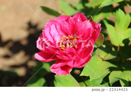 牡丹 秋冬紅 牡丹 秋冬紅 22314423