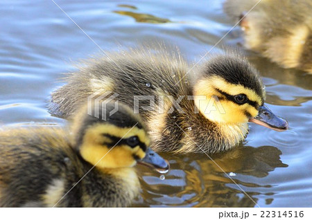 カルガモのヒナ達池の中で 22314516