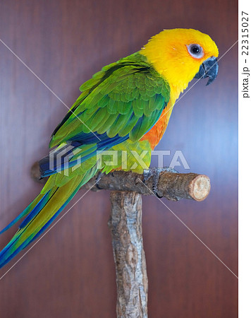 ナナイロメキシコインコ ナナイロメキシコインコ 22315027