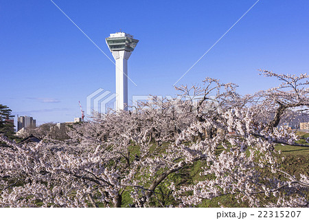 五稜郭タワーと満開の桜の花 五稜郭タワーと満開の桜の花 22315207