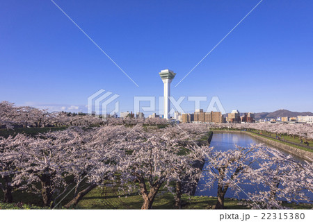 五稜郭タワーと満開の桜の花 五稜郭タワーと満開の桜の花 22315380