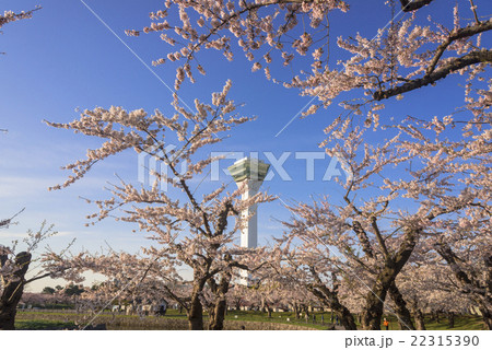 五稜郭タワーと満開の桜の花 五稜郭タワーと満開の桜の花 22315390