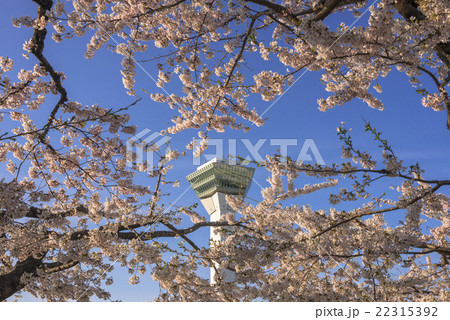 五稜郭タワーと満開の桜の花 五稜郭タワーと満開の桜の花 22315392
